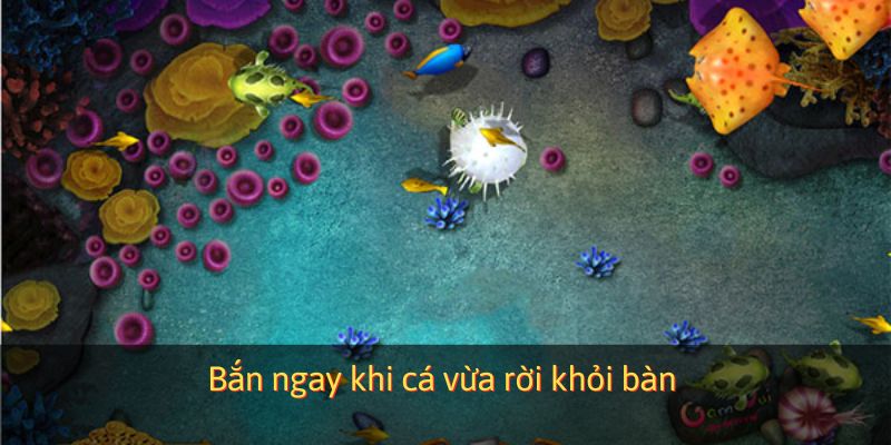 Bắn ngay khi cá vừa xuất hiện
